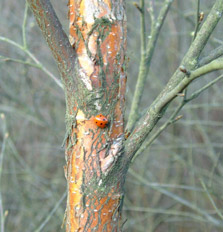 Arnhall Moss biodiversity
