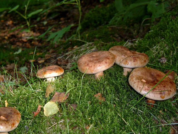 Arnhall Moss fungi