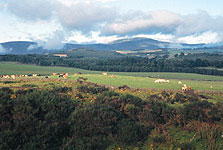 Pasture and forestry near Morven