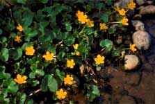 Marsh Marigolds